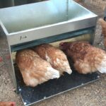 comedero de gallinas anti ratas