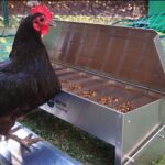 plano comedero automatico para gallinas
